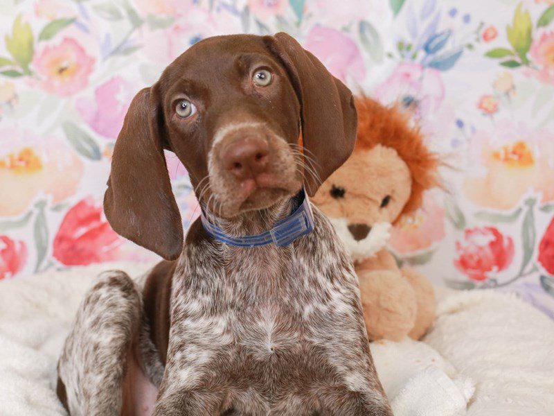 German Shorthair Pointer-Female-Patehed & Ticked-3519303-Animal Kingdom | Puppies N Love