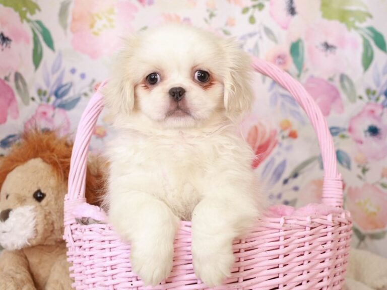 Pekingese