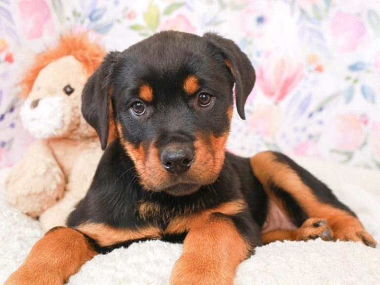 Rottweiler