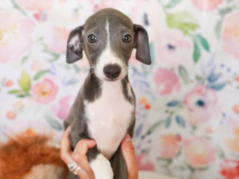 Italian Greyhound