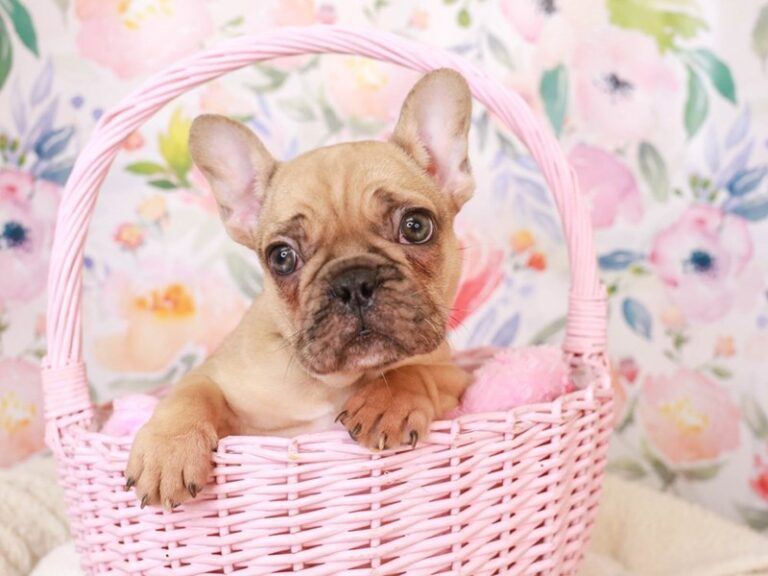 French Bulldog