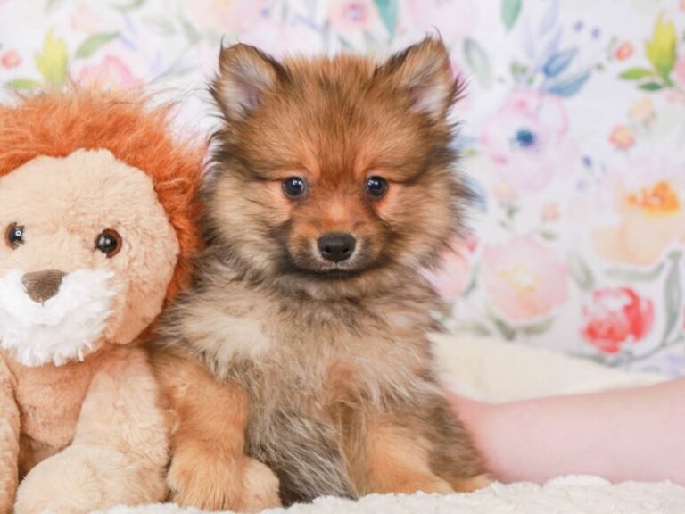 Pomeranian