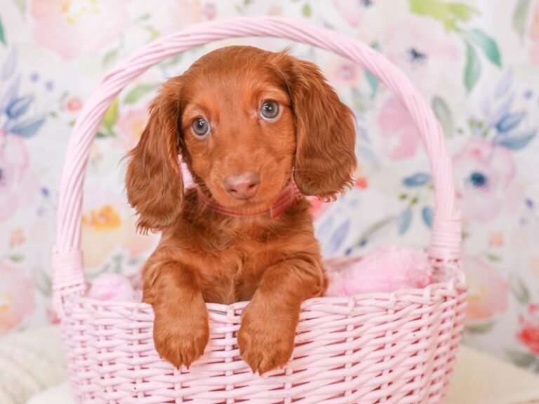 Dachshund