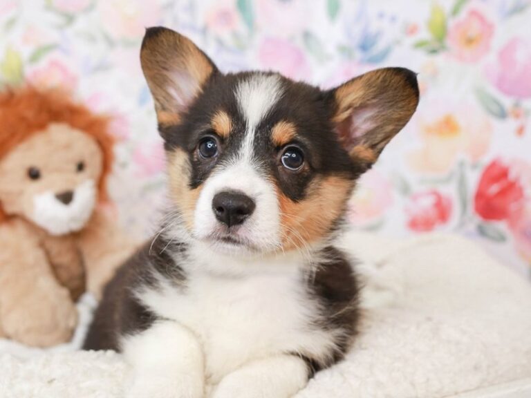 Pembroke Welsh Corgi