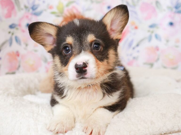 Pembroke Welsh Corgi
