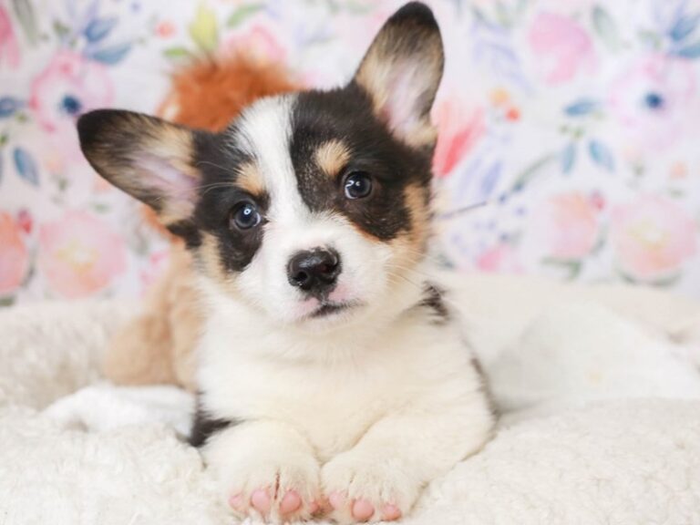 Pembroke Welsh Corgi