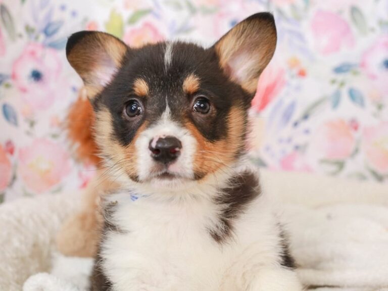 Pembroke Welsh Corgi