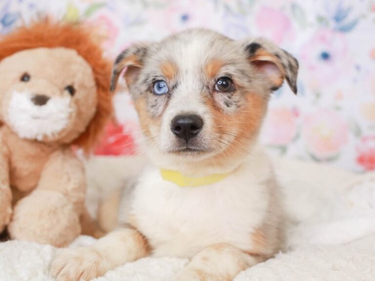 Mini Texas Heeler
