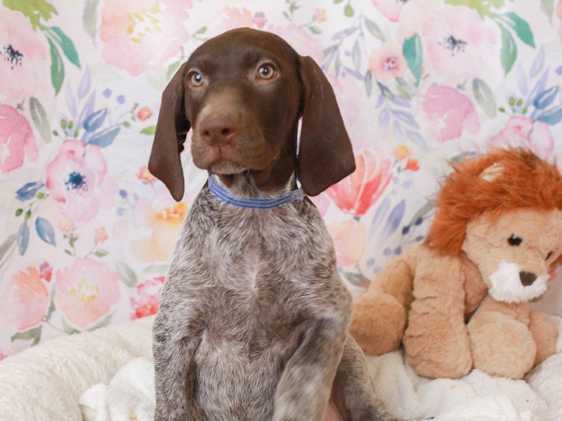 German Shorthair Pointer-Female-Patehed & Ticked-3519302-Animal Kingdom | Puppies N Love