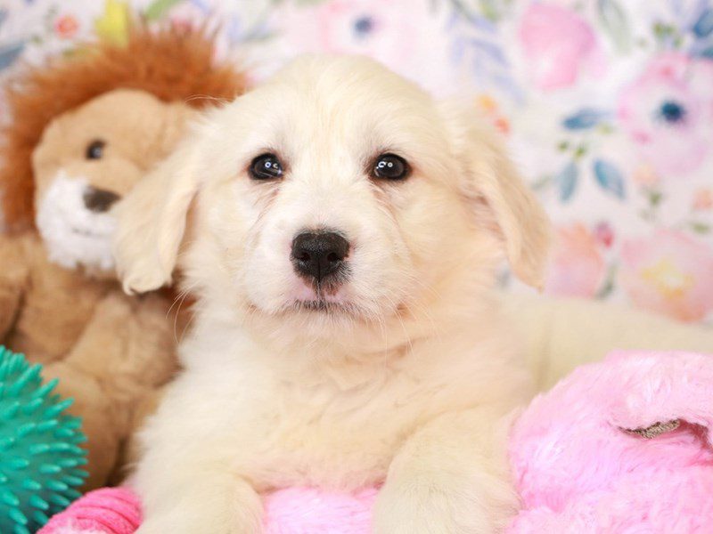 Golden Tulear-Female-CREAM-3518045-Animal Kingdom | Puppies N Love