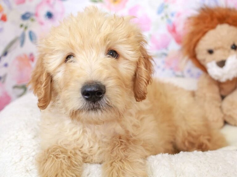 Goldendoodle