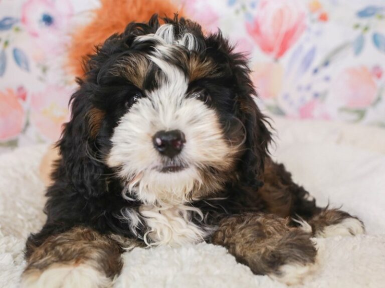 Mini Bernedoodle