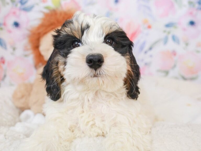 Mini Bernedoodle