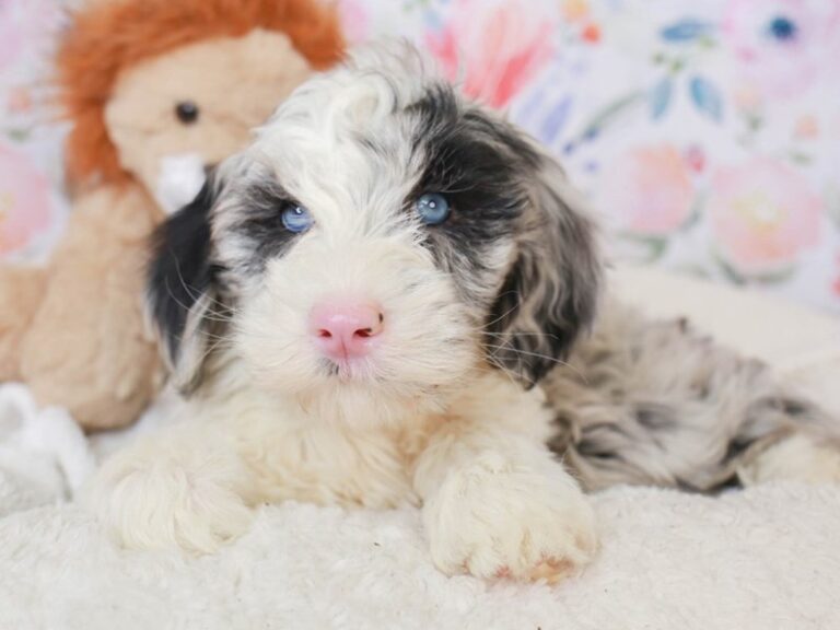 Mini Sheepadoodle