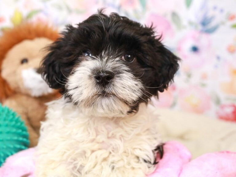 Havanese