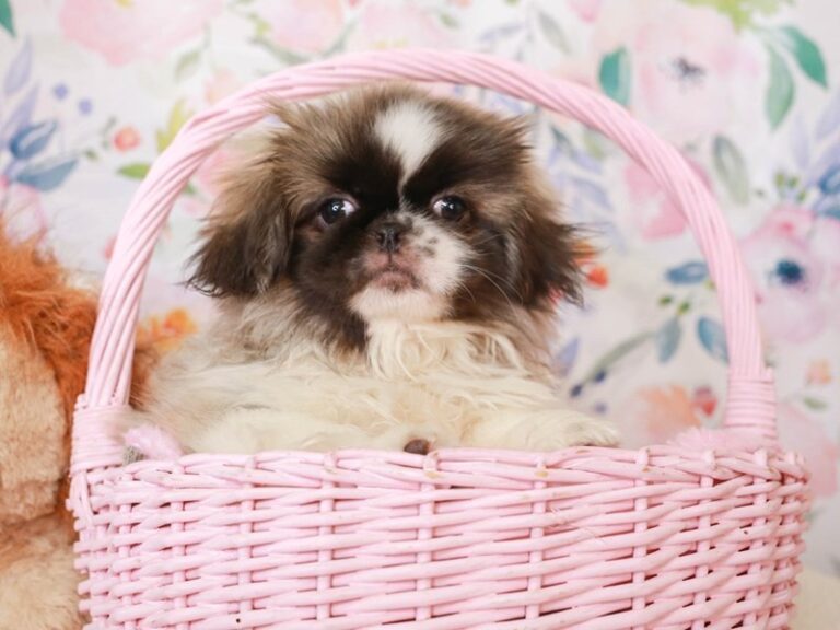 Pekingese