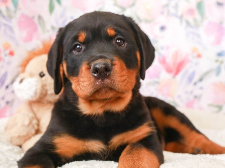 Rottweiler
