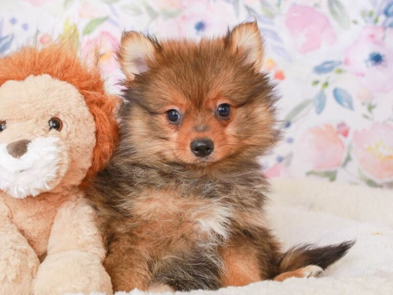 Pomeranian