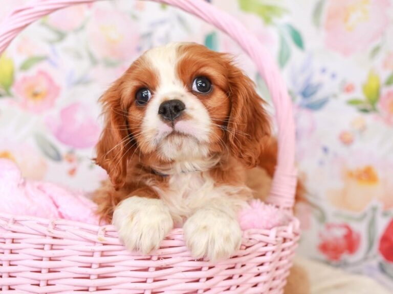 Cavalier King Charles Spaniel