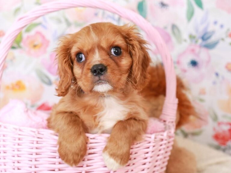 Cavalier King Charles Spaniel