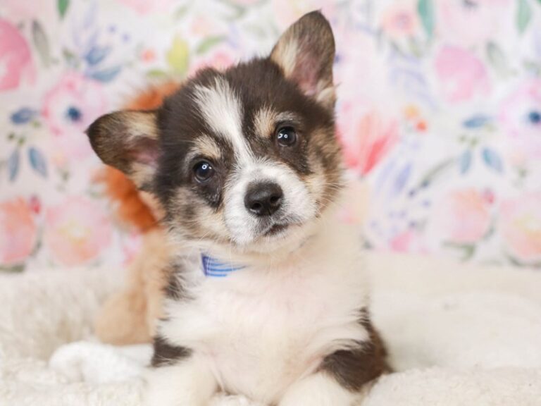 Pembroke Welsh Corgi