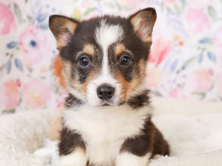 Pembroke Welsh Corgi
