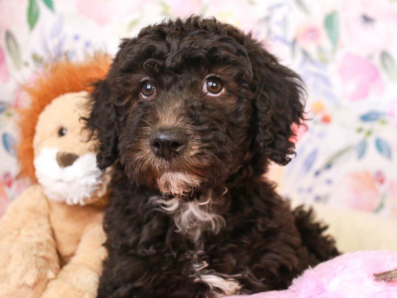 Whoodle-Female-BLK-3518316-Animal Kingdom | Puppies N Love