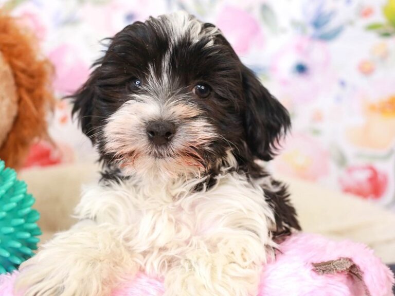 Havanese