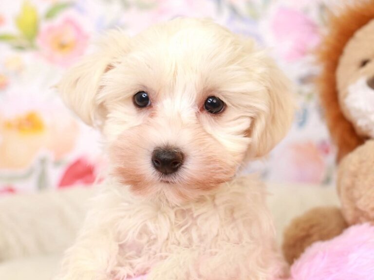 Havanese