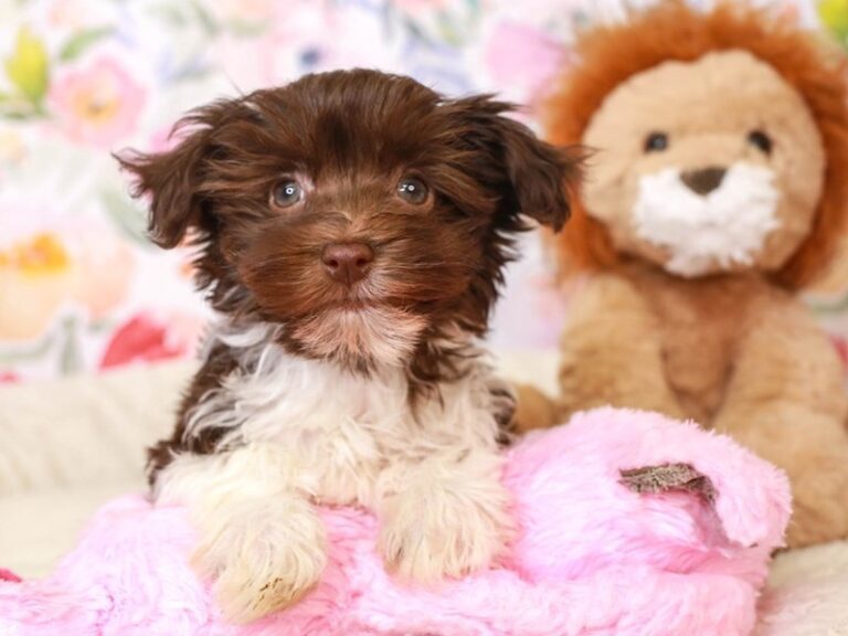 Havanese