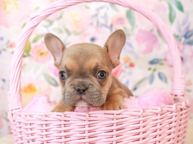 French Bulldog