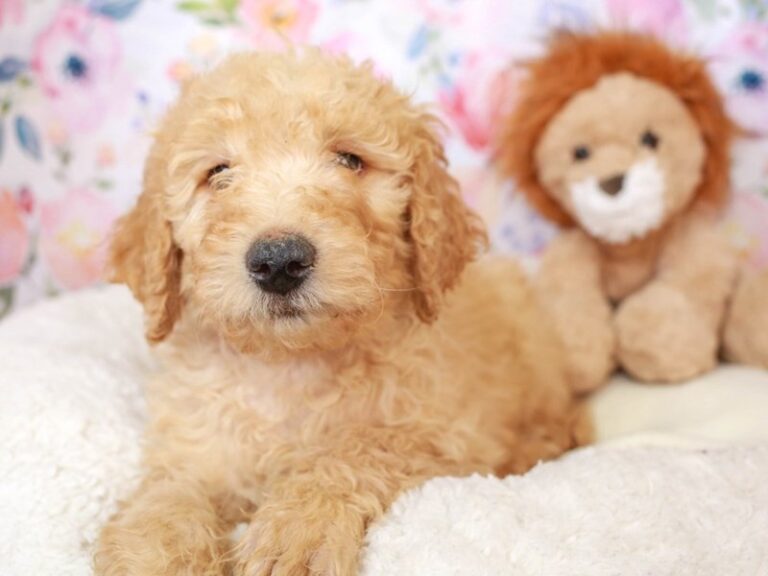 Goldendoodle