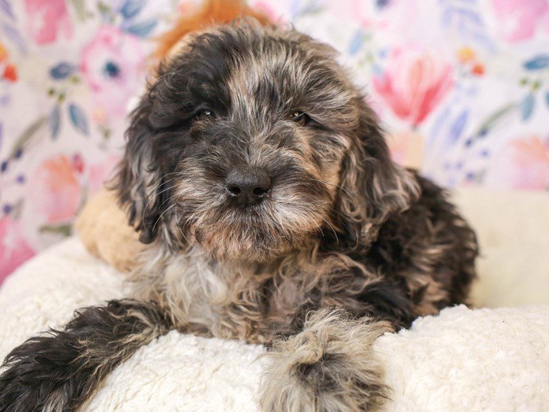 Blue merle goldendoodle puppies for sale hotsell