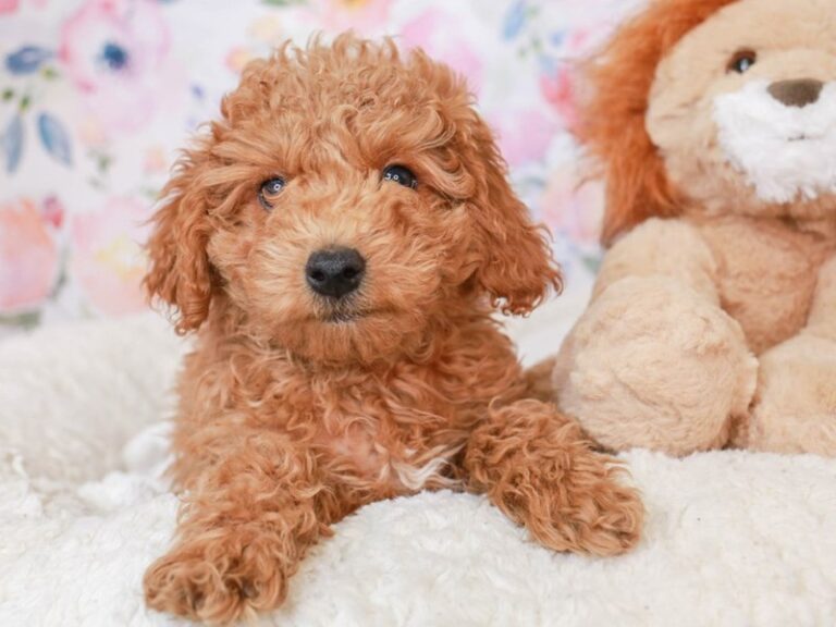 Mini Labradoodle
