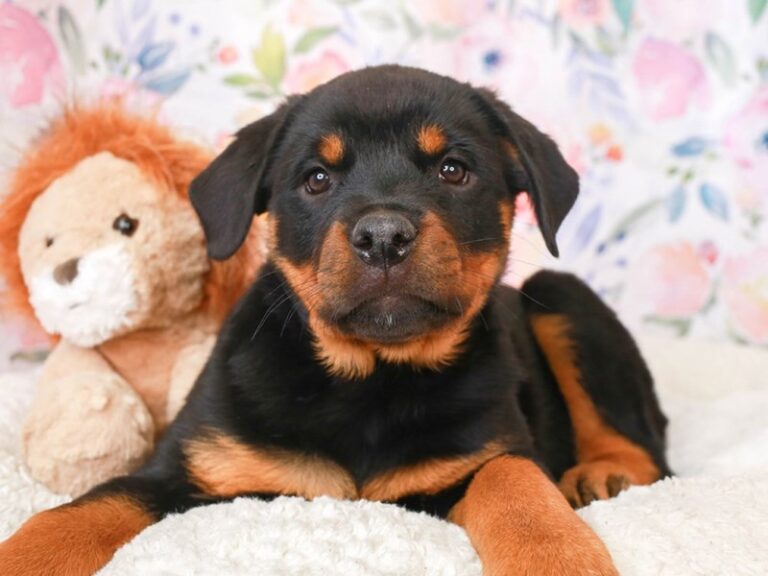 Rottweiler