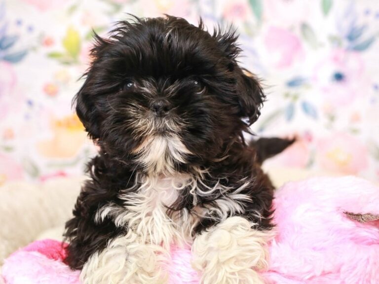 Shih Tzu