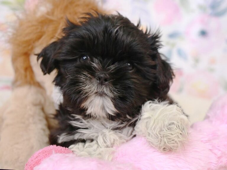 Shih Tzu