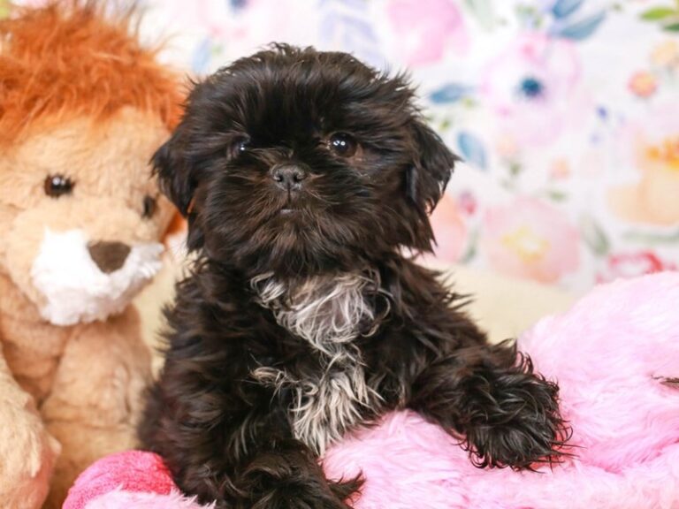 Shih Tzu