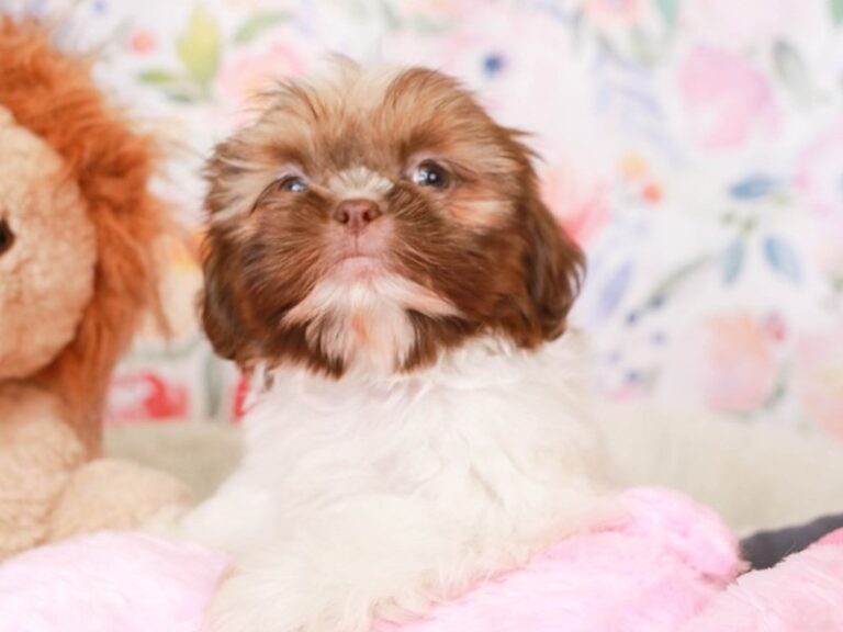 Shih Tzu