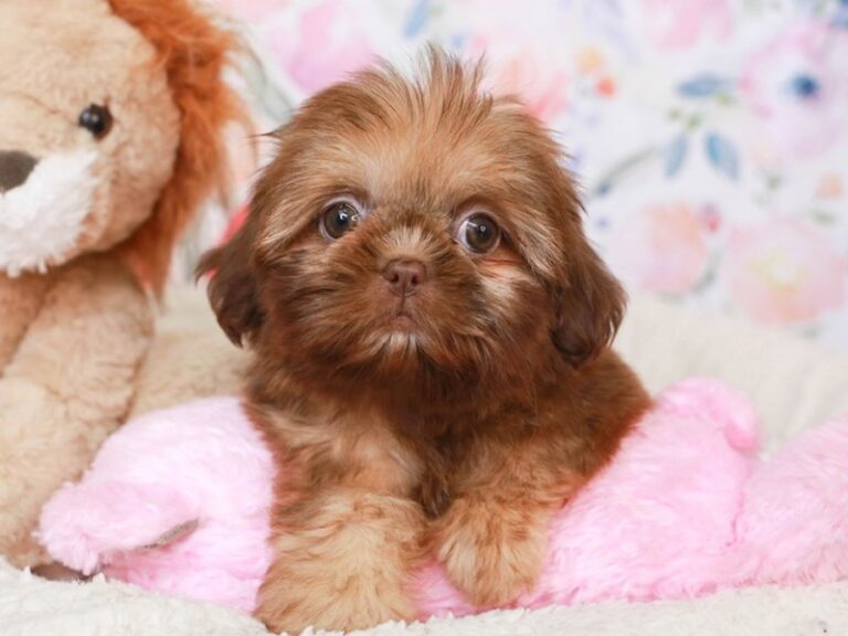 Shih Tzu