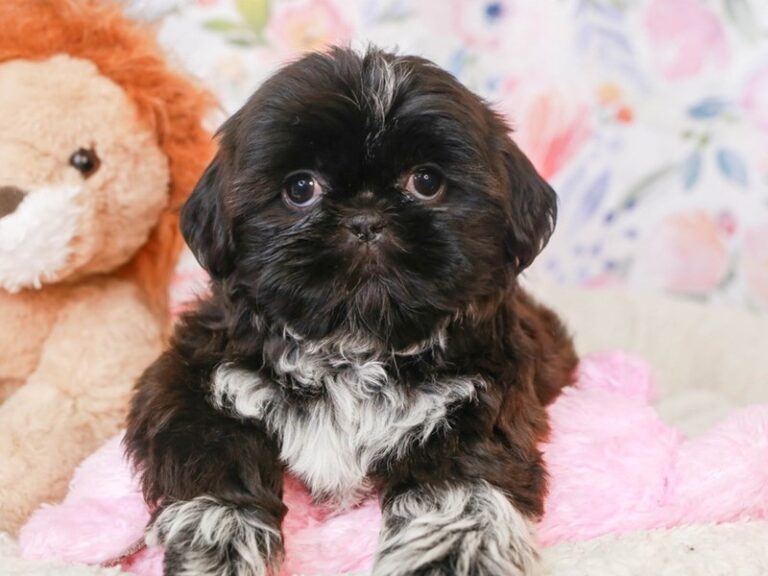 Shih Tzu