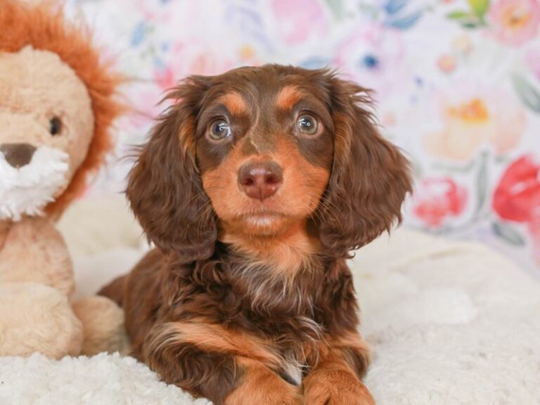 Dachshund