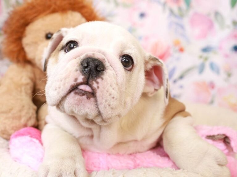 English Bulldog