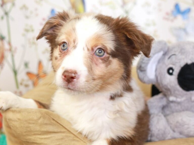 Mini Aussie