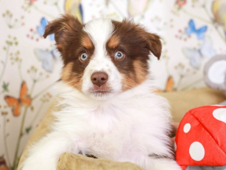 Mini Aussie