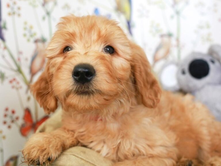 Goldendoodle