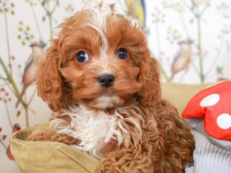 Cavapoo