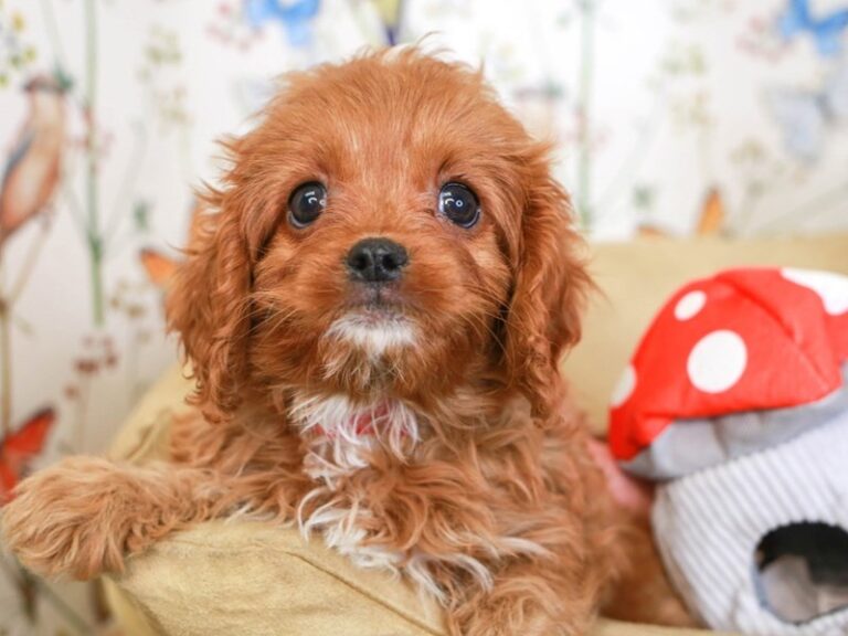 Cavapoo