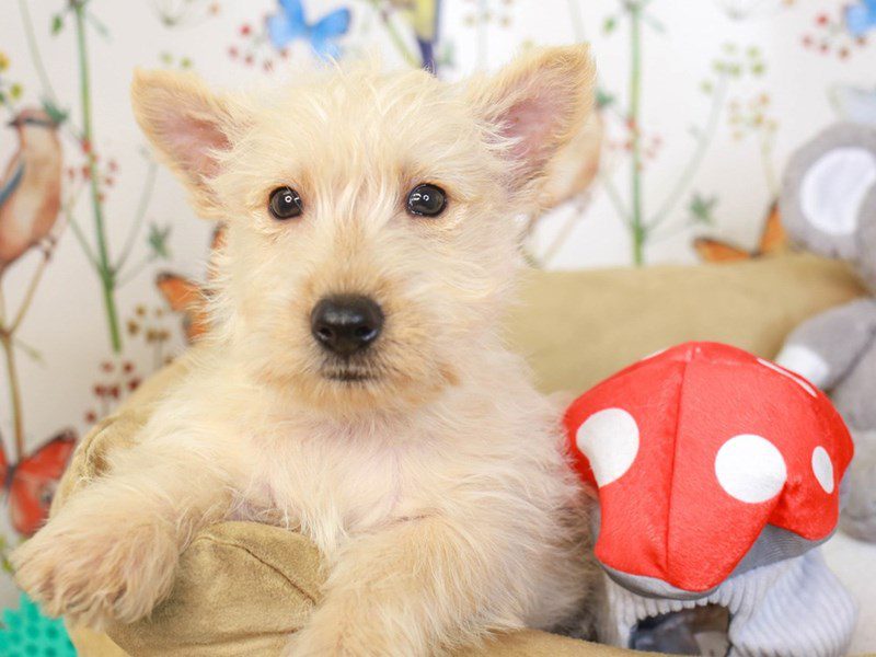 Scottish Terrier-Male-whtn-3529207-Animal Kingdom | Puppies N Love