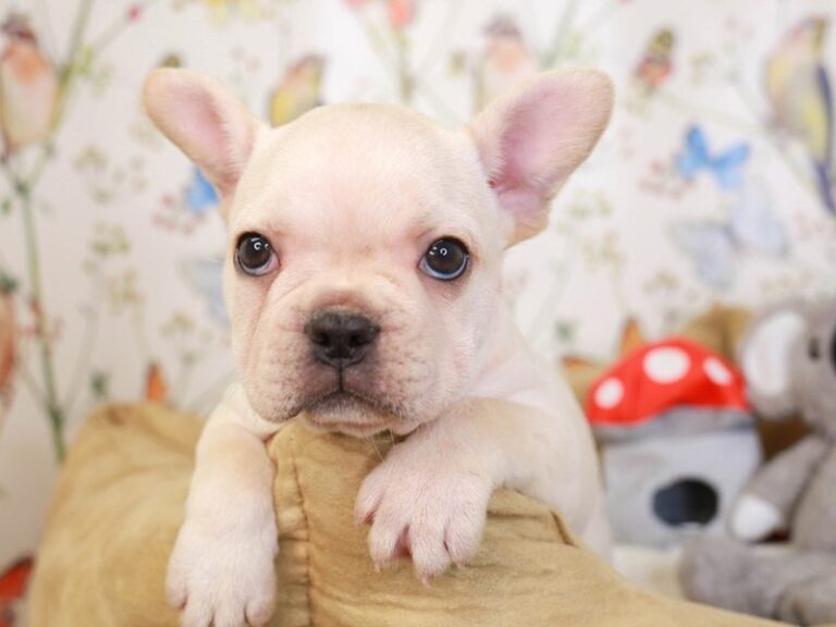 French Bulldog